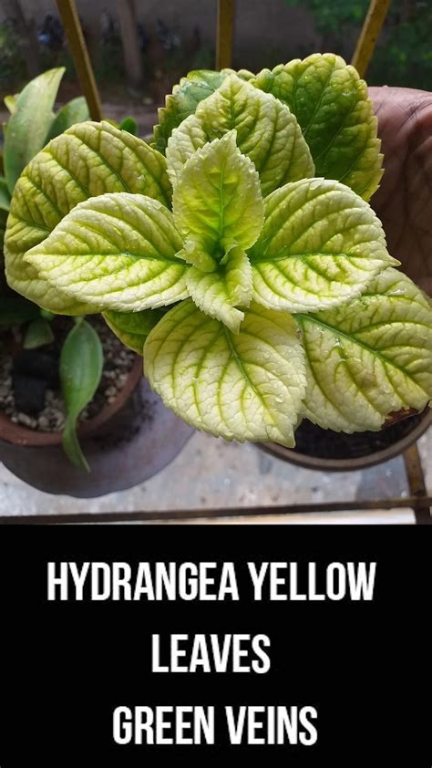 Why are my hydrangea leaves turning yellow with pictures – Artofit