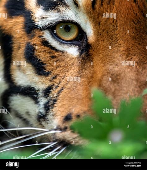 Siberian Tiger Eye Color