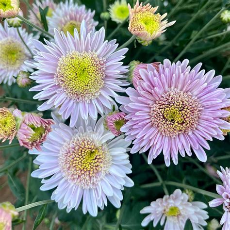 Harry Anderton Mum – 3 Porch Farm