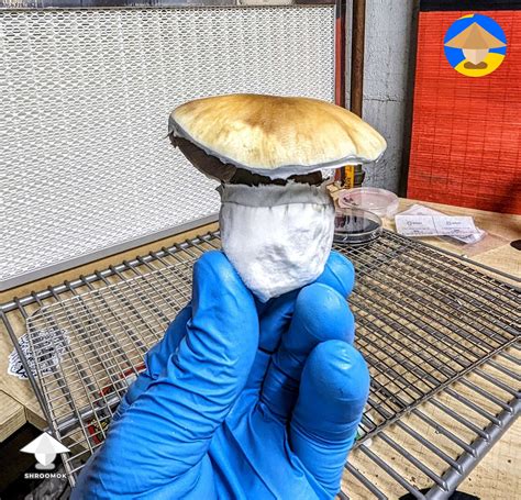 Final flush of Tidal Wave magic mushrooms #9