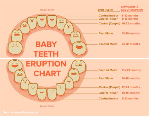 Image result for Tooth Growth Chart