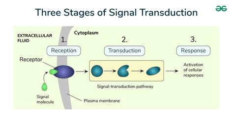 Image result for Cell Signaling Process
