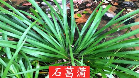 菖蒲的品种有哪些-花卉百科-中国花木网