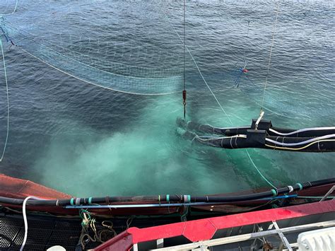 CASE STUDY: Improving environmental impact and fish health during sea ...