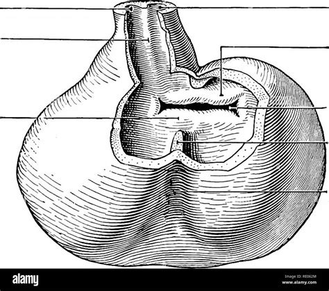 Interventricular Septum Embryology