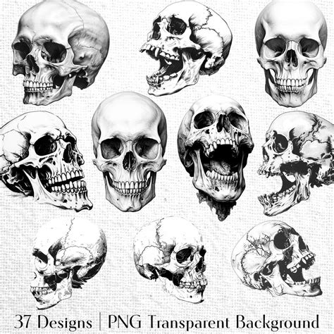 Skulls reference – Artofit