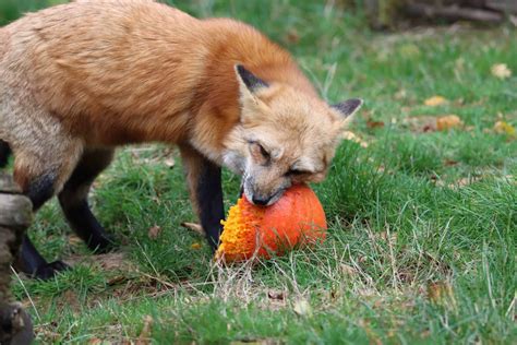 Do Foxes Eat Snakes