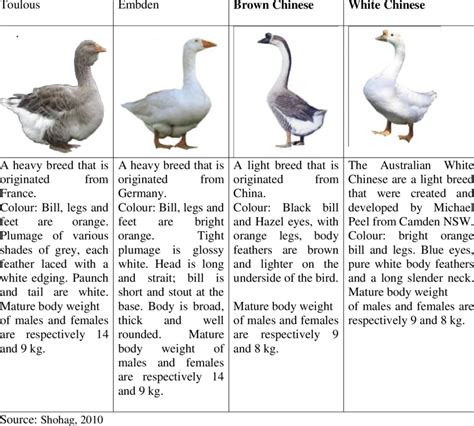 How to Keep and Raise Geese: A Complete Guide - Poultry Parade