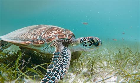 Image result for Turtle Method Multiplication