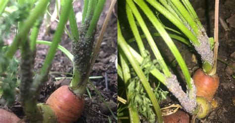 Complete Guide to Major Pests and Diseases of Carrot and Their Managem ...