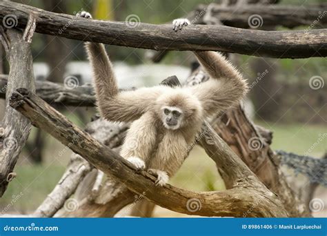 Female Northern White-Cheeked Gibbon - Nomascus Leucogenys. Stock Photo ...