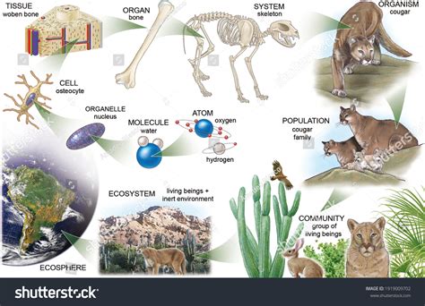 3d Representation Levels Organization Living Beings: Hình minh họa có ...