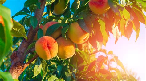 Best Peach Farms in Georgia - Eater Atlanta