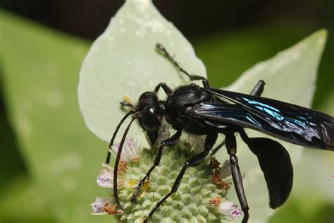 Sphex pensylvanicus (Great Black Wasp) | Henry Hartley