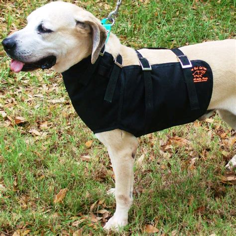 Labrador Retriever Hunting Vest