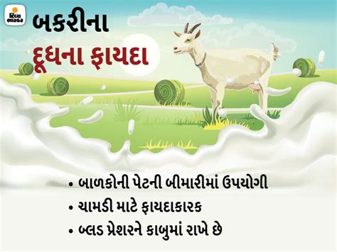 Amul and other dairies will produce cheese, yogurt and powder from Goat ...