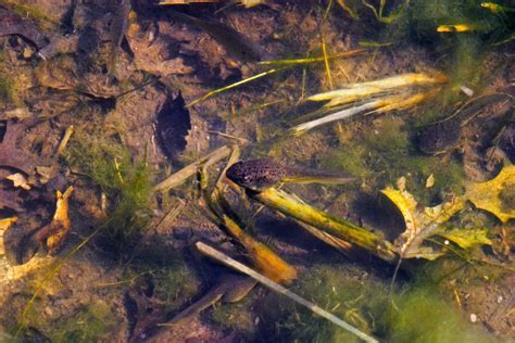 What do Tadpoles eat? - The Aquarium Guide