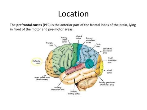 Image result for Prefrontal Cortex Front Perspective