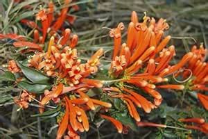 Flame Vine Flower Orange Trumpet Vine Fire Craker Flower Guatemala Live ...