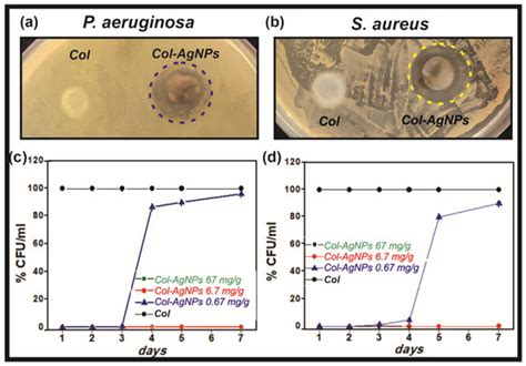 Collagen Hydrogels Loaded with Silver Nanoparticles and Cannabis Sativa Oil