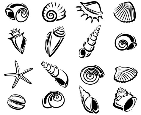 Scallop Shell Drawing 的图像结果