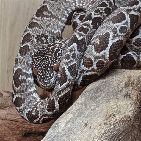 Amazon Tree Python 的图像结果