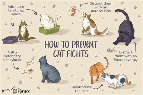 Understanding Common Causes Of Aggression In Cats Aggression Between