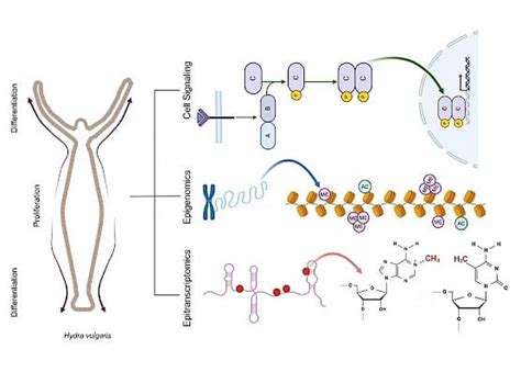 Development, Regeneration and Repair | School of Natural Sciences