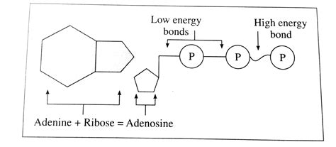 Energy Molecule 的图像结果