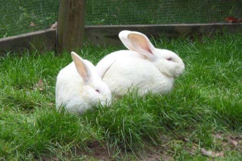 兔子养殖技术_腾讯视频