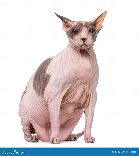 Fat Hairless Cat