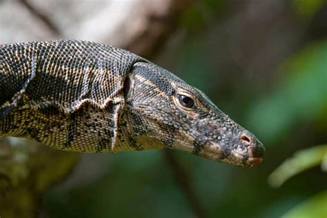 Image result for Dogs vs Monitor Lizard