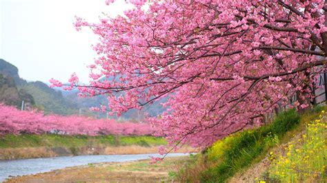 Cherry Blossom Japan 的图像结果