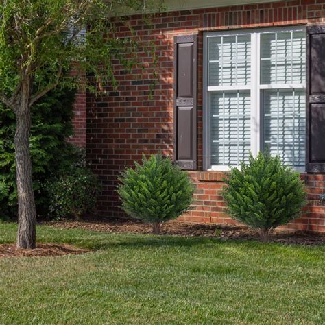 POZOY Set of 1 Artificial Cedar Topiary Ball Trees India | Ubuy