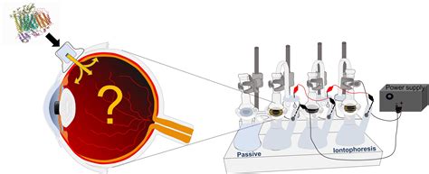 Non-Invasive Iontophoretic Delivery of Cytochrome c to the Posterior ...