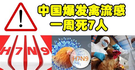 中国爆发禽流感，一周死7人