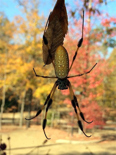Golden Orb Spider