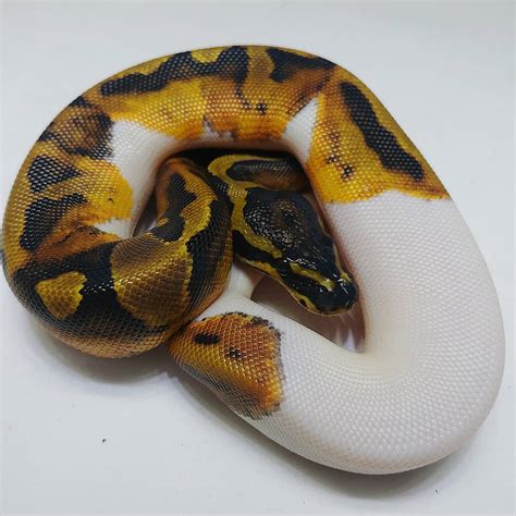 Ball Python Cint Reptile 的图像结果