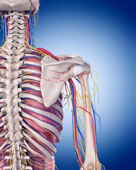 Image result for Shoulder Anatomy Animated Tutorial