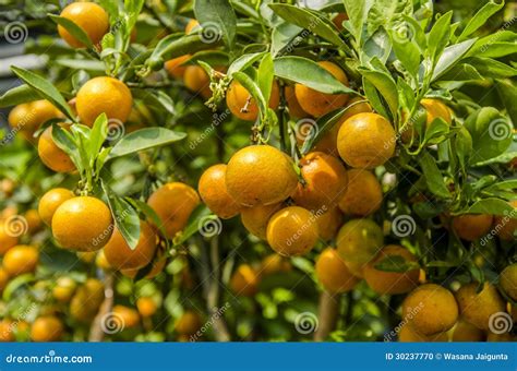 Orange Fruit Small at Paige Odriscoll blog