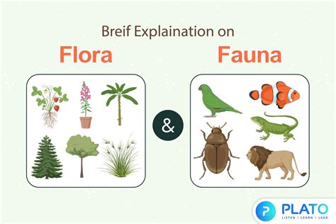 What Is Flora And Fauna