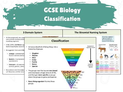 Image result for Classification GCSE Domain
