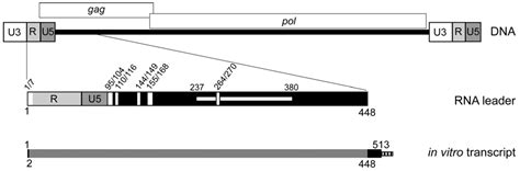 Structure-Function Model for Kissing Loop Interactions That Initiate ...