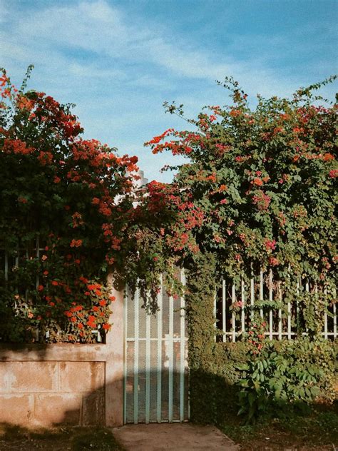 What Vegetable Can Grow In Full Shade? - Green Packs