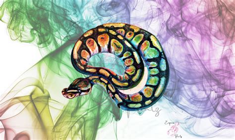 Paint Ball Python 的图像结果