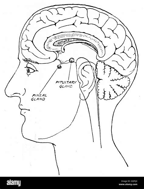 Brain pituitary gland anatomy medical Black and White Stock Photos & Images - Alamy