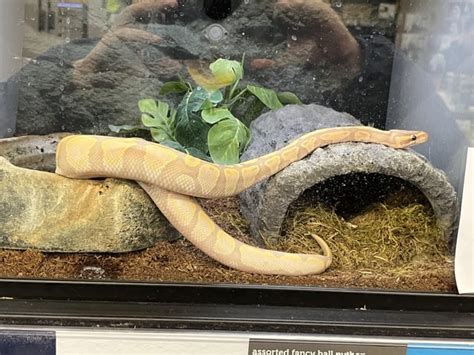 Image result for Petco Green Tree Python