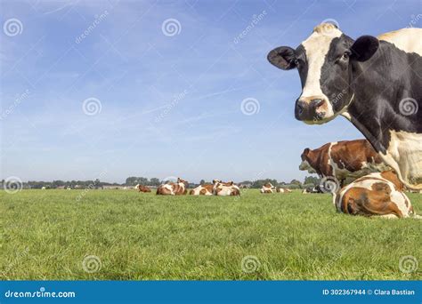 Happy Cow in Front of Landscape, Green Grass in Field and Blue Sky ...