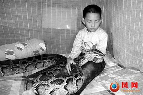 宠物蛇也有感情？男孩和蟒蛇同吃同住12年，200斤蟒蛇从未伤人_腾讯新闻