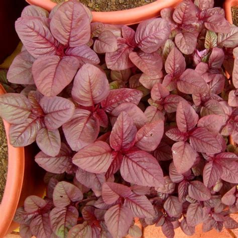 All Vegetable seeds – Tagged "Amaranth" – The Seed Store (India)